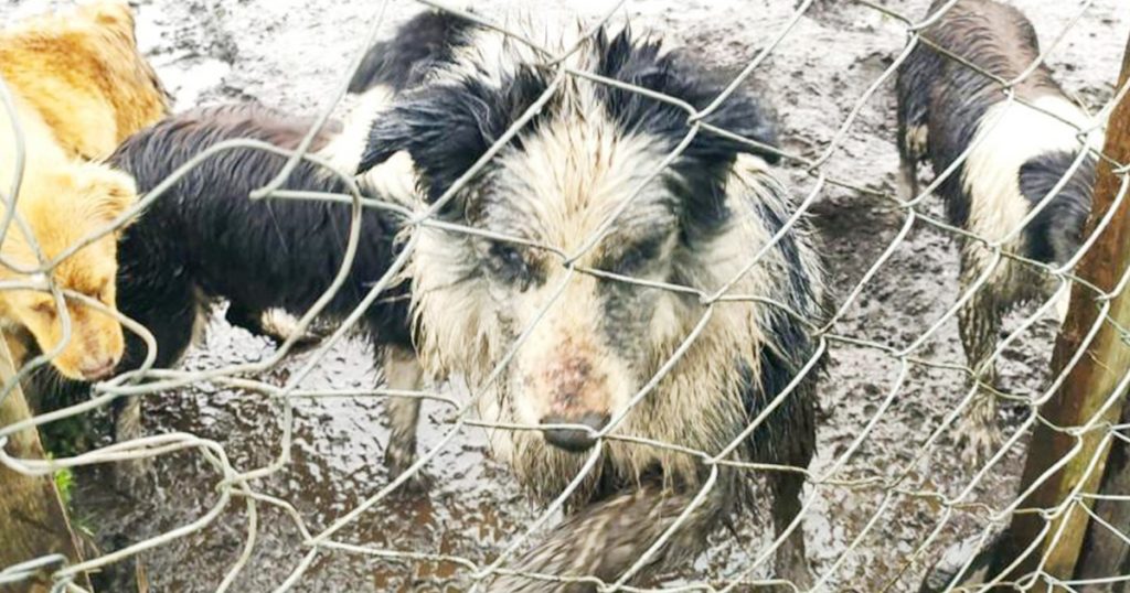 Por maltrato animal ordenan decomiso de 130 perritos