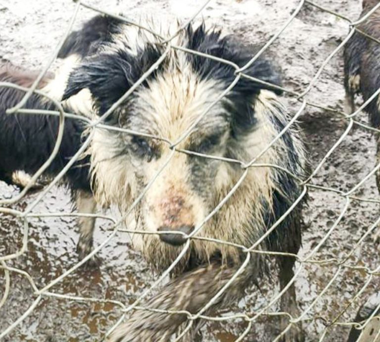 Por maltrato animal ordenan decomiso de 130 perritos