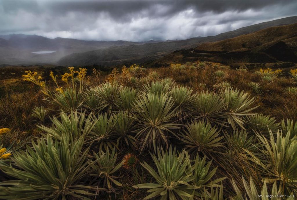 La CAR de Cundinamarca está en la COP 16